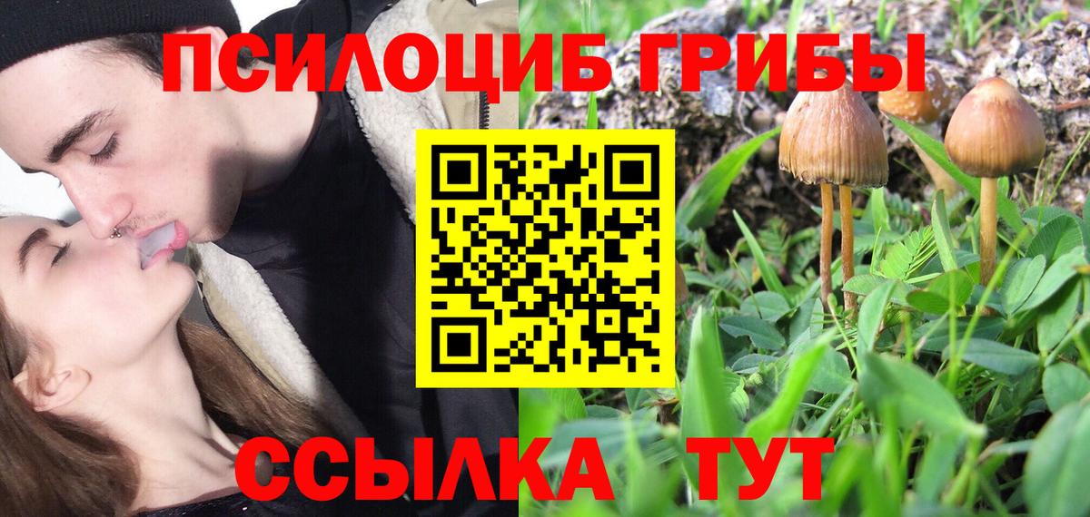 Галлюциногенные грибы Psilocybine cubensis Стрежевой